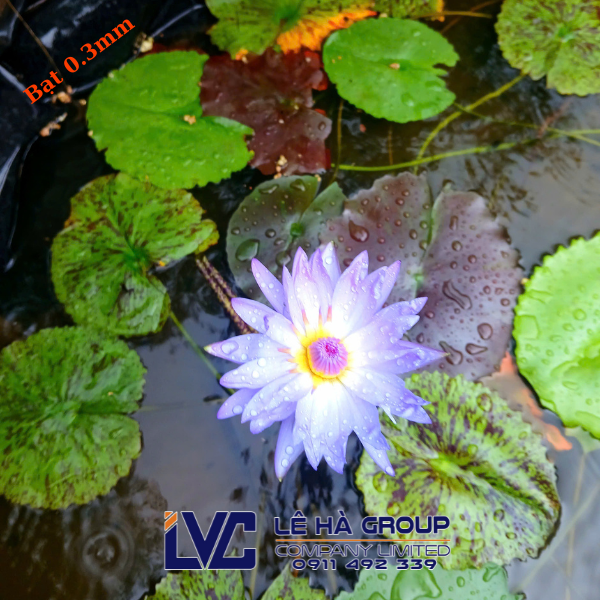 Bạt Nhựa HDPE Giá Rẻ tại kho Lê Hà